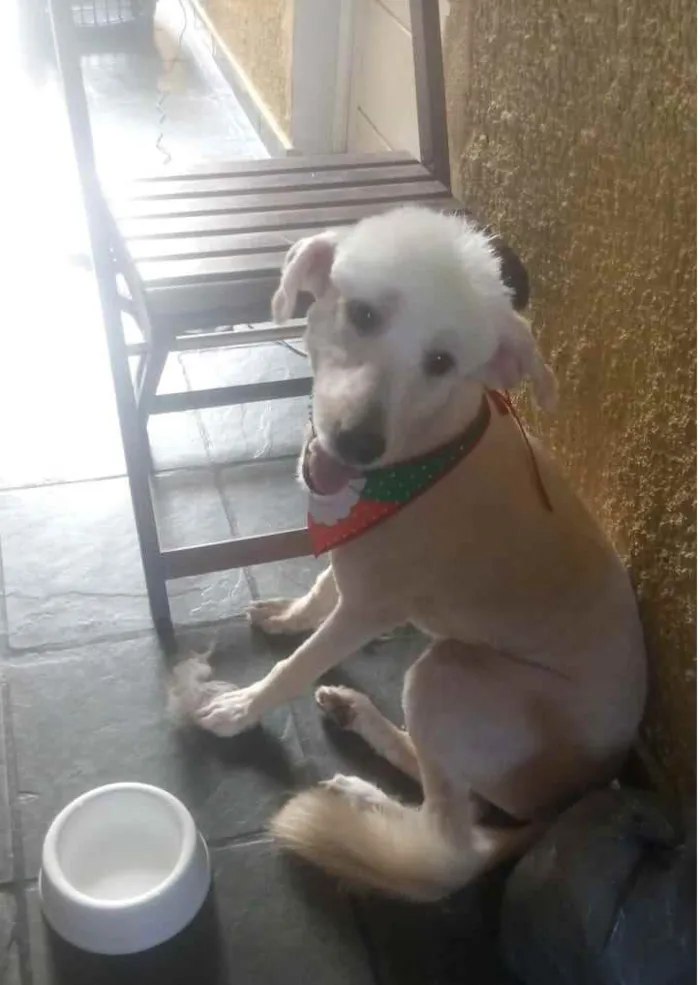 Cachorro ra a Poodle idade 3 anos nome Astor