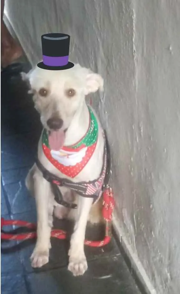 Cachorro ra a Poodle idade 3 anos nome Astor