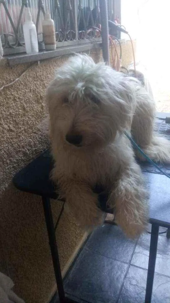 Cachorro ra a Poodle idade 3 anos nome Astor