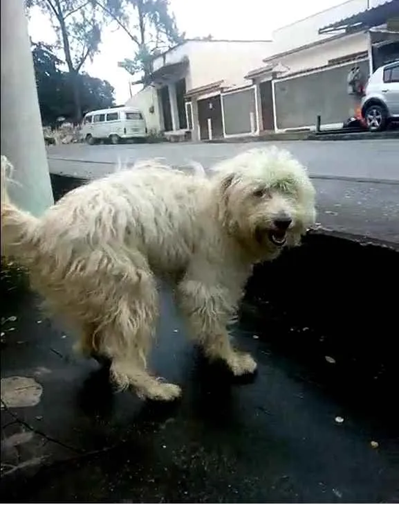 Cachorro ra a Poodle idade 3 anos nome Astor