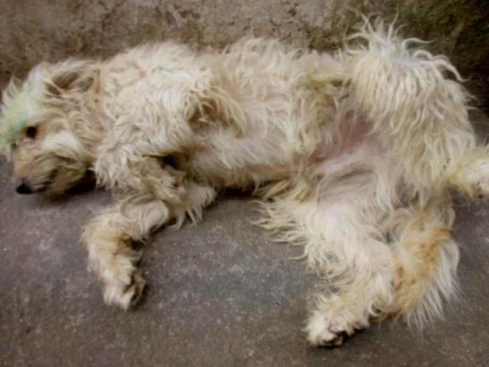 Cachorro ra a Poodle idade 3 anos nome Astor