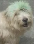 Astor