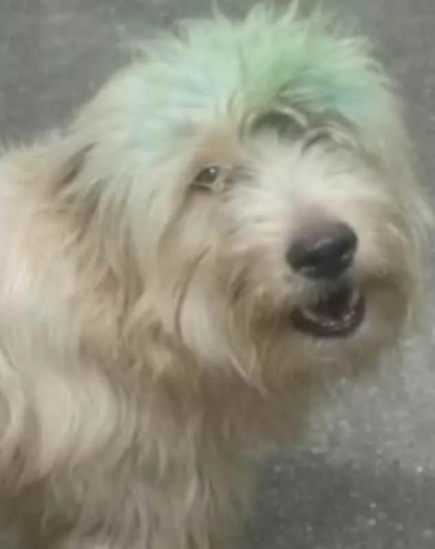 Cachorro ra a Poodle idade 3 anos nome Astor