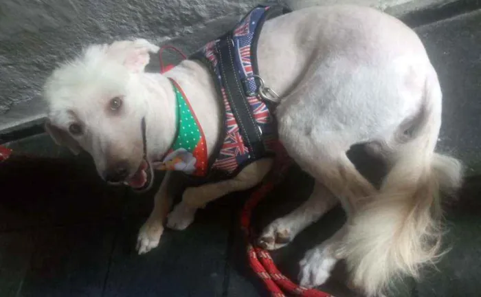 Cachorro ra a Poodle idade 3 anos nome Astor