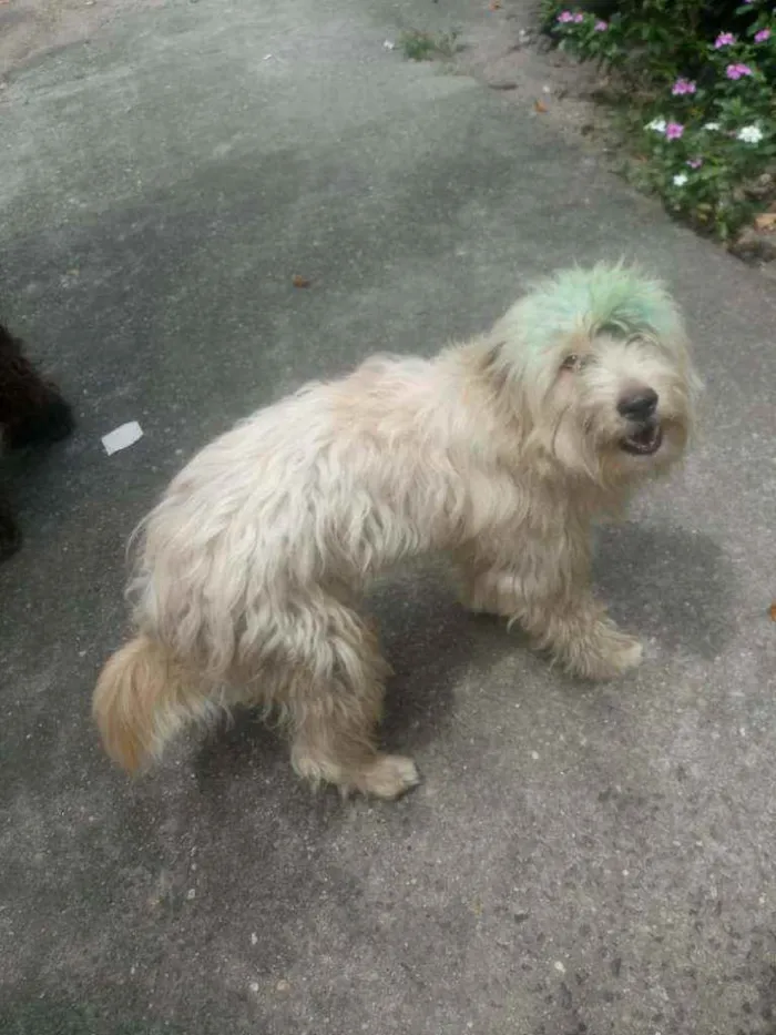 Cachorro ra a Poodle idade 3 anos nome Astor