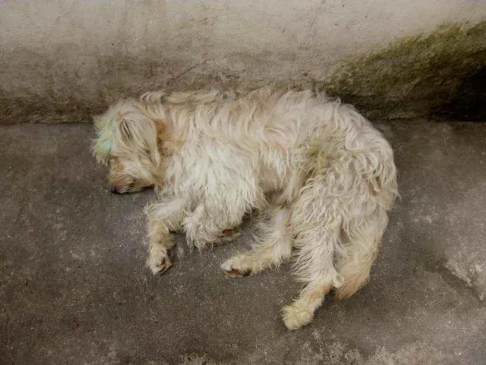 Cachorro ra a Poodle idade 3 anos nome Astor