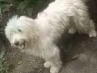 Cachorro ra a Poodle idade 3 anos nome Astor