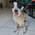 Cachorro raça SRD idade 1 ano nome Pipo