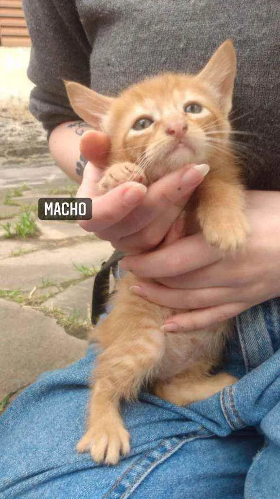 Gato ra a Vira-Lata idade Abaixo de 2 meses nome Sem nome
