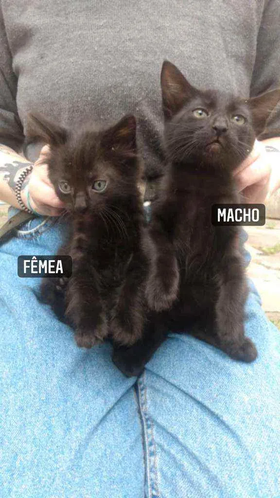 Gato ra a Vira-Lata idade Abaixo de 2 meses nome Sem nome