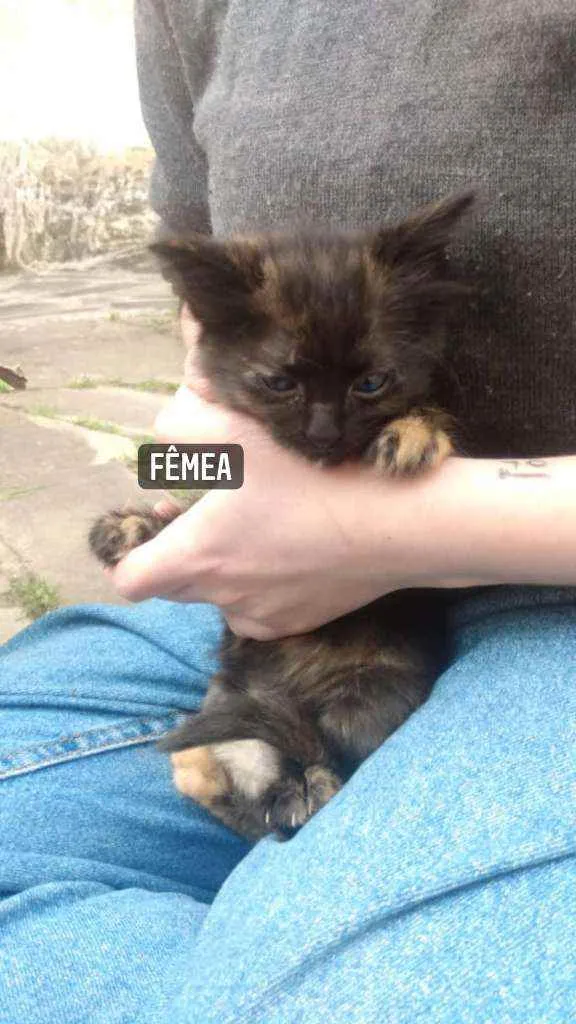 Gato ra a Vira-Lata idade Abaixo de 2 meses nome Sem nome