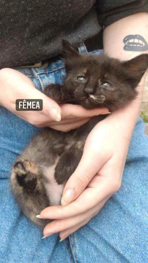 Gato ra a Vira-Lata idade Abaixo de 2 meses nome Sem nome