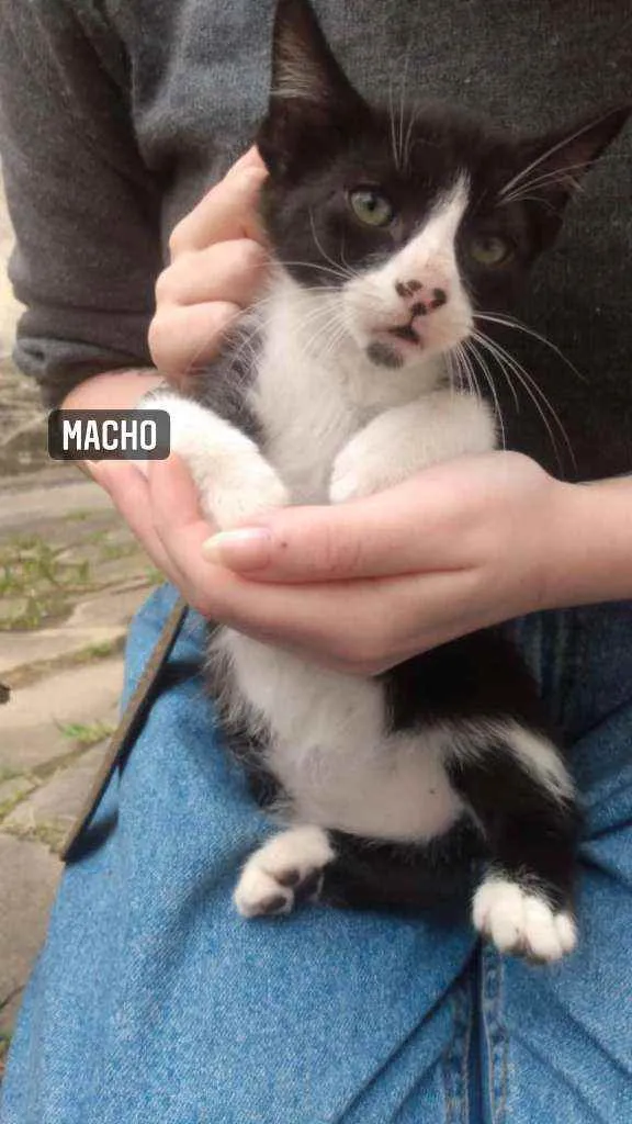 Gato ra a Vira-Lata idade Abaixo de 2 meses nome Sem nome