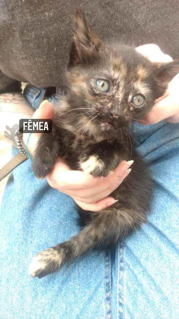 Gato ra a Vira-Lata idade Abaixo de 2 meses nome Sem nome