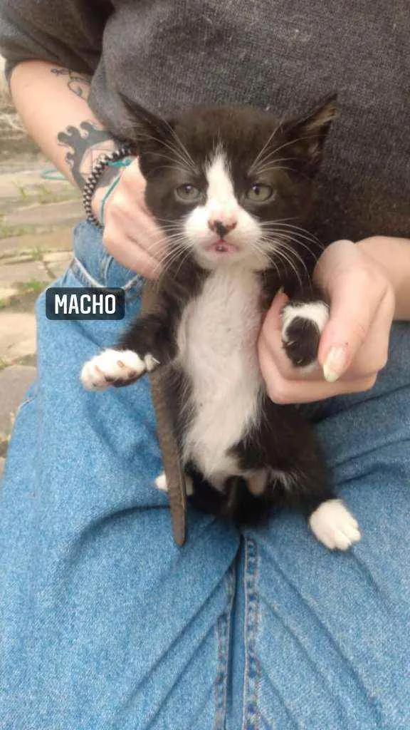 Gato ra a Vira-Lata idade Abaixo de 2 meses nome Sem nome
