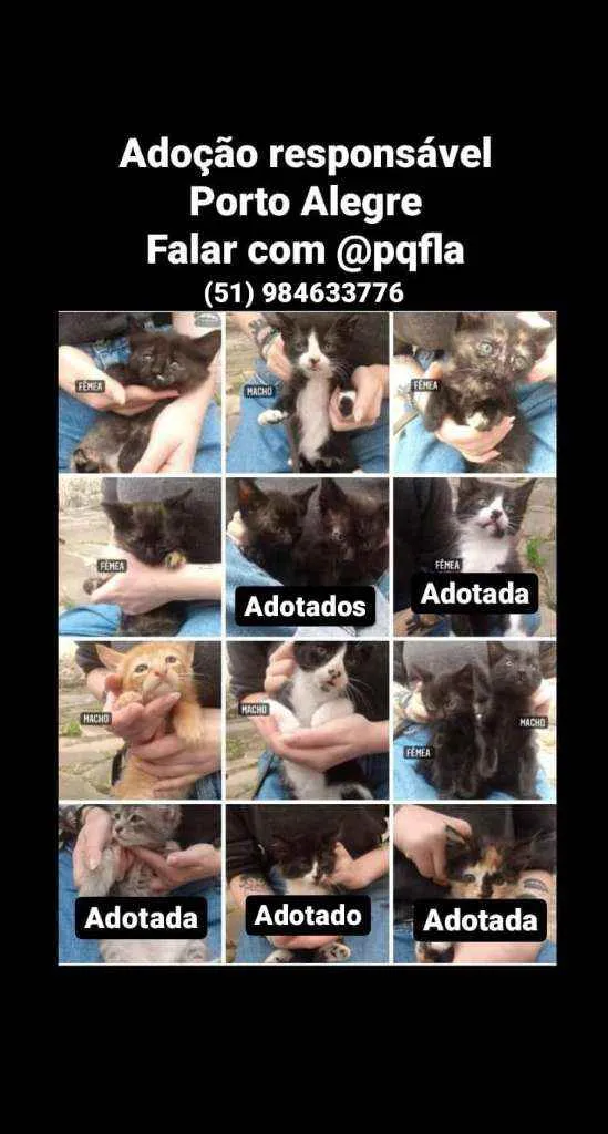 Gato ra a Vira-Lata idade Abaixo de 2 meses nome Sem nome