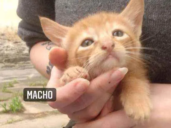 Gato ra a Vira-Lata idade Abaixo de 2 meses nome Sem nome