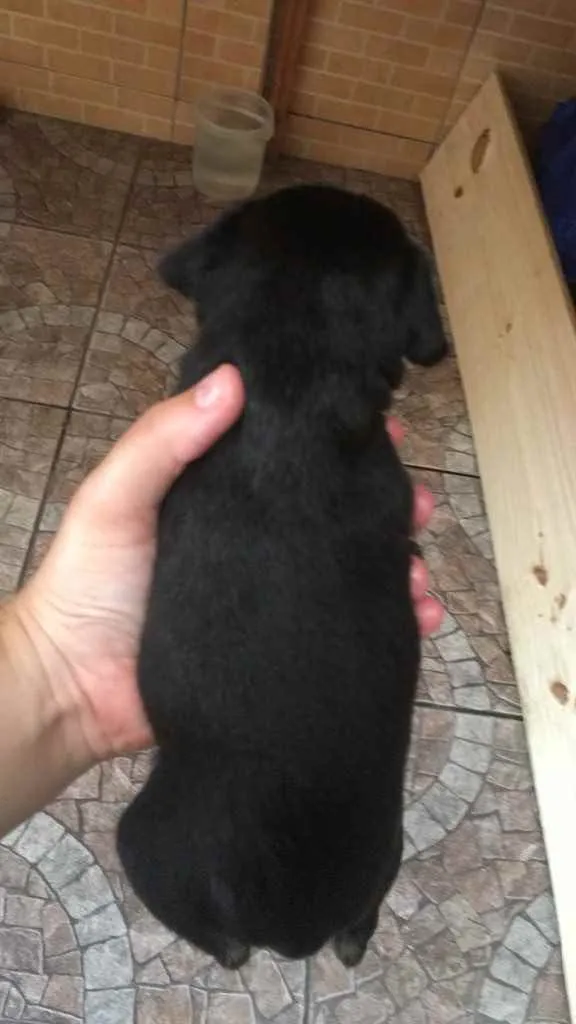 Cachorro ra a Vira lata idade Abaixo de 2 meses nome 2 fêmea e1 macho