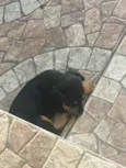 2 fêmea e1 macho