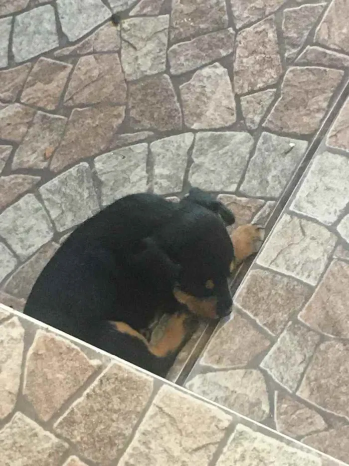 Cachorro ra a Vira lata idade Abaixo de 2 meses nome 2 fêmea e1 macho