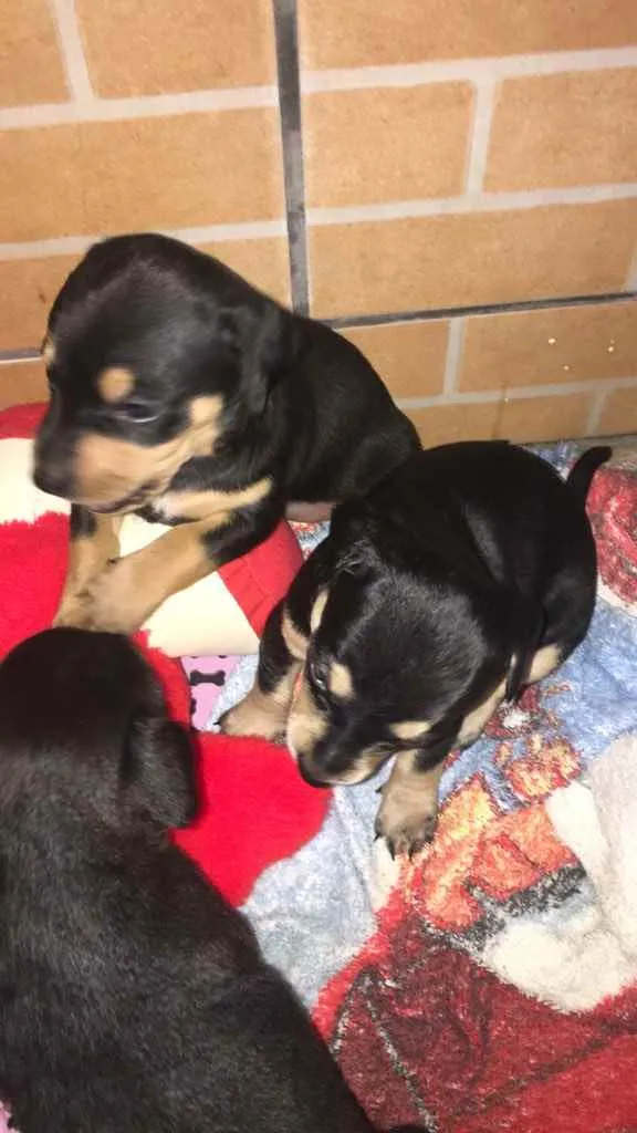 Cachorro ra a Vira lata idade Abaixo de 2 meses nome 2 fêmea e1 macho