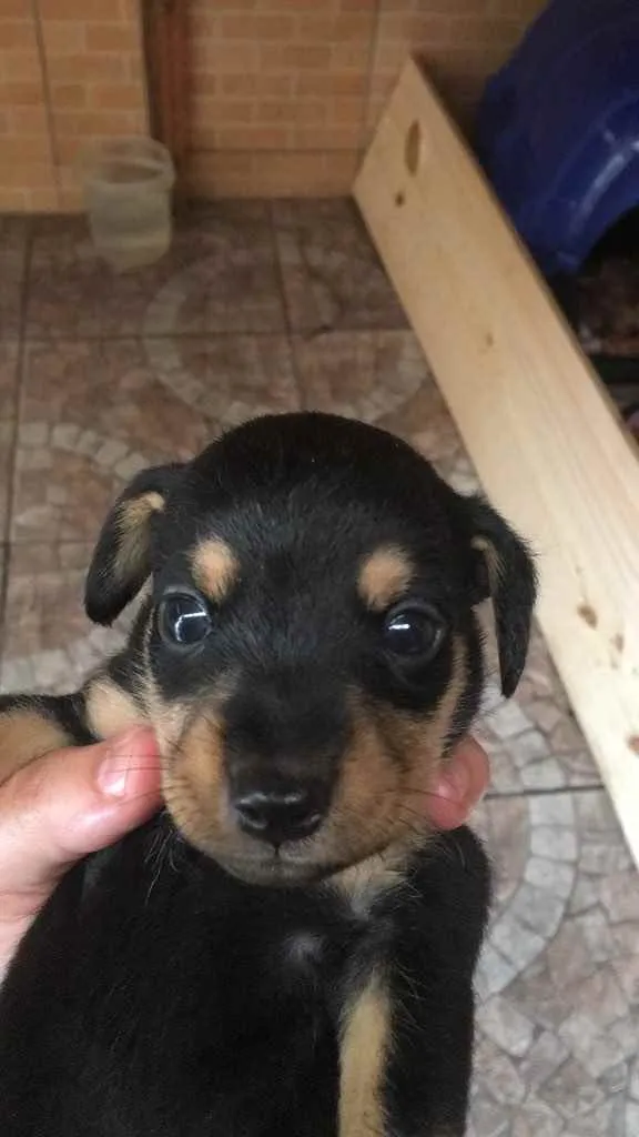 Cachorro ra a Vira lata idade Abaixo de 2 meses nome 2 fêmea e1 macho