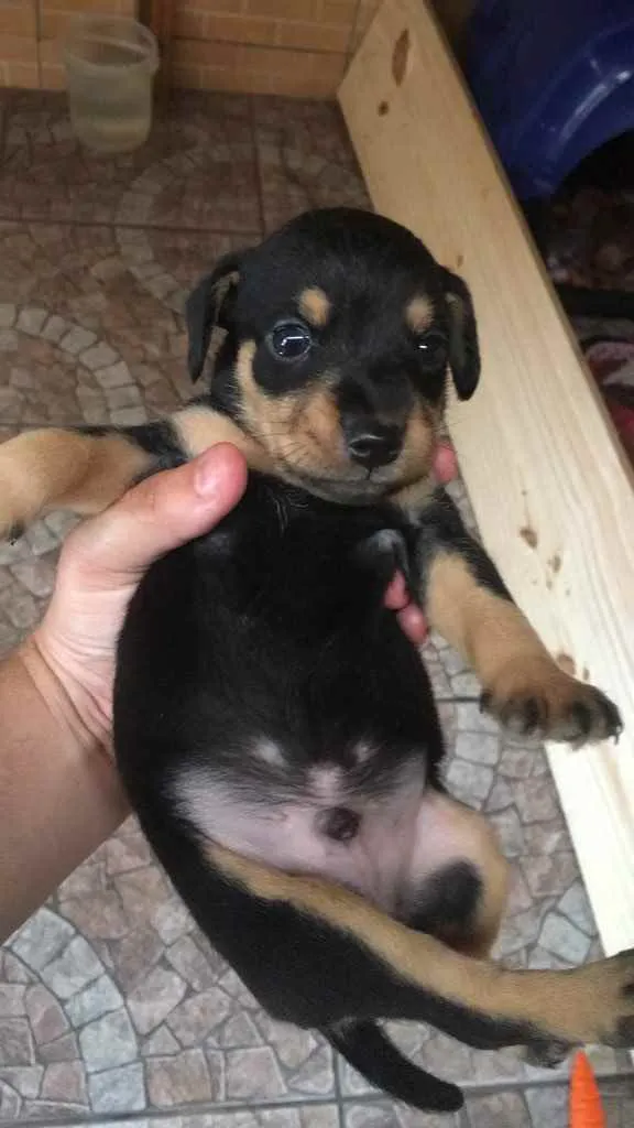Cachorro ra a Vira lata idade Abaixo de 2 meses nome 2 fêmea e1 macho