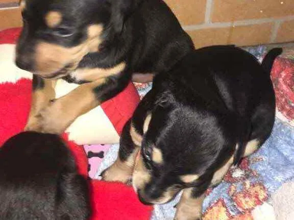 Cachorro ra a Vira lata idade Abaixo de 2 meses nome 2 fêmea e1 macho