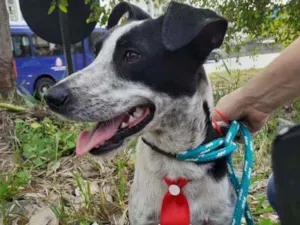 Cachorro raça SRD idade 1 ano nome Pipo