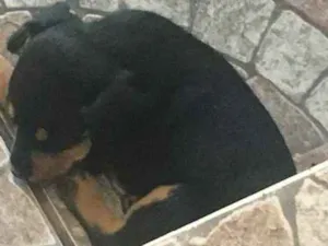 Cachorro raça Vira lata idade Abaixo de 2 meses nome 2 fêmea e1 macho