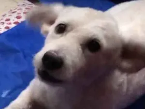 Cachorro raça Mix poodle e dachshund idade 1 ano nome Floquinho