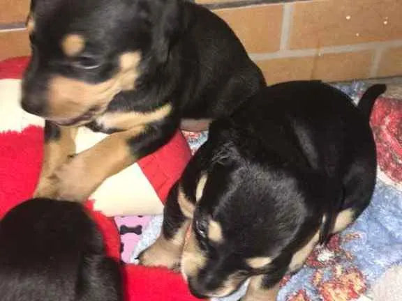 Cachorro ra a Vira lata idade Abaixo de 2 meses nome 2 fêmea e1 macho