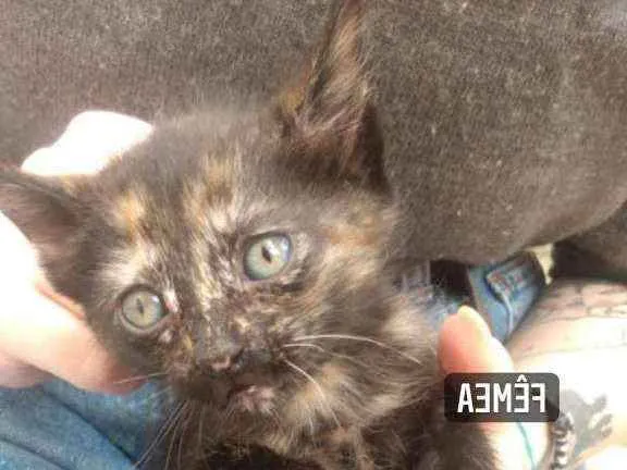 Gato ra a Vira-Lata idade Abaixo de 2 meses nome Sem nome