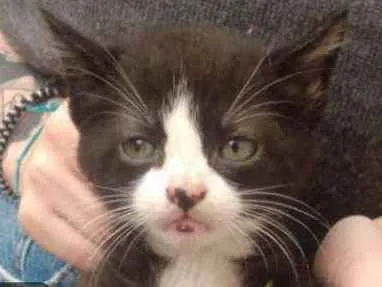Gato ra a Vira-Lata idade Abaixo de 2 meses nome Sem nome