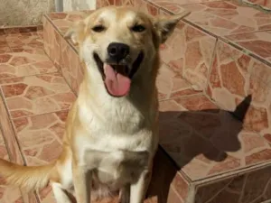 Cachorro raça SRD idade 2 anos nome .....