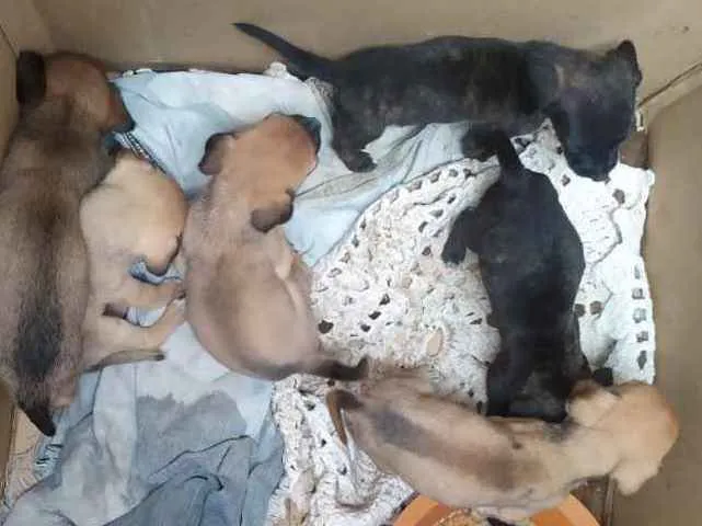 Cachorro ra a vira-lata idade Abaixo de 2 meses nome Eles não tem nome