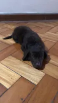 Nala