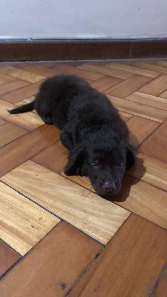 Cachorro ra a Vira lata idade Abaixo de 2 meses nome Nala