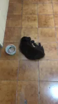 Nala