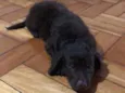 Nala