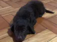 Nala