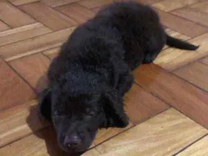 Cachorro raça Vira lata idade Abaixo de 2 meses nome Nala