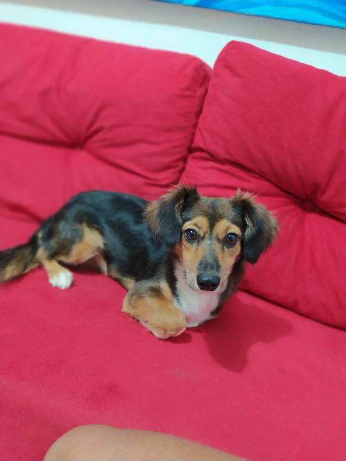 Cachorro raça Poldo misturado idade 7 a 11 meses nome Shakira