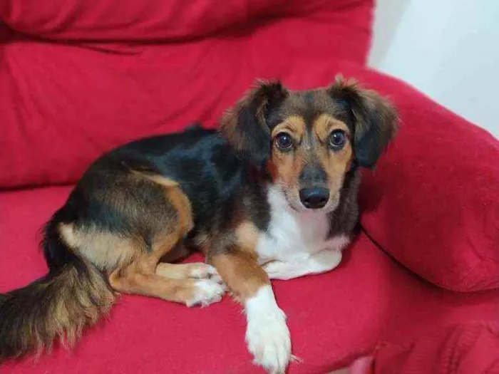 Cachorro raça Poldo misturado idade 7 a 11 meses nome Shakira