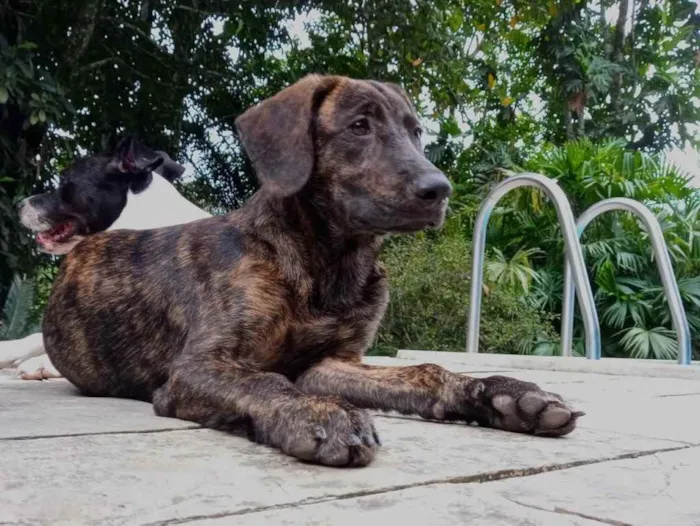 Cachorro ra a Fila Brasileiro  idade 1 ano nome Kobe