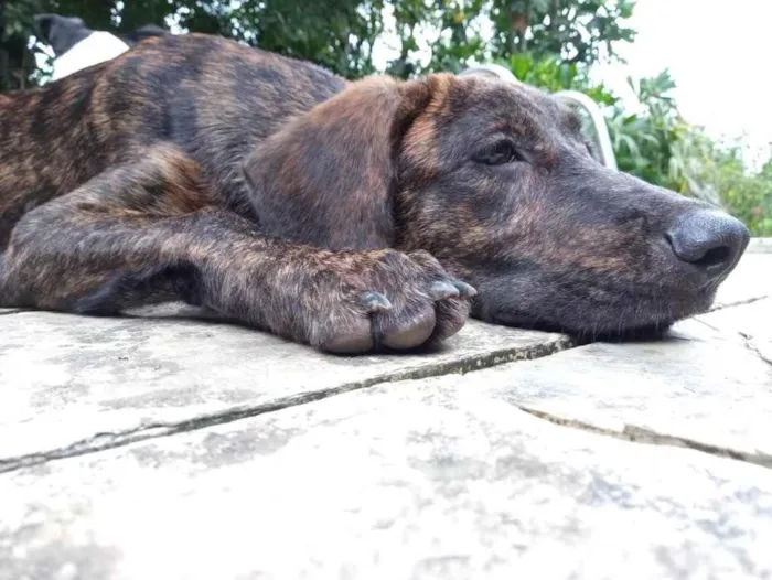 Cachorro ra a Fila Brasileiro  idade 1 ano nome Kobe