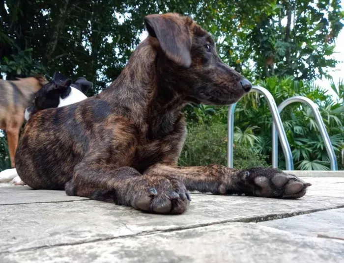 Cachorro ra a Fila Brasileiro  idade 1 ano nome Kobe
