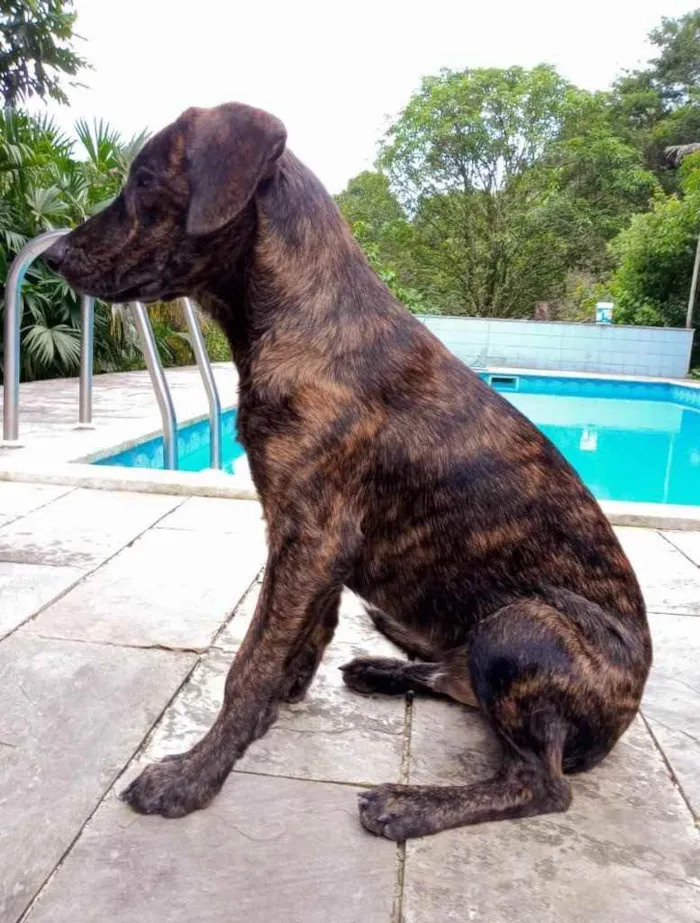 Cachorro ra a Fila Brasileiro  idade 1 ano nome Kobe