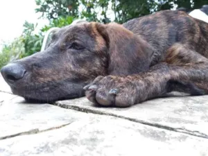Cachorro raça Fila Brasileiro  idade 1 ano nome Kobe