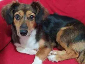 Cachorro raça Poldo misturado idade 7 a 11 meses nome Shakira